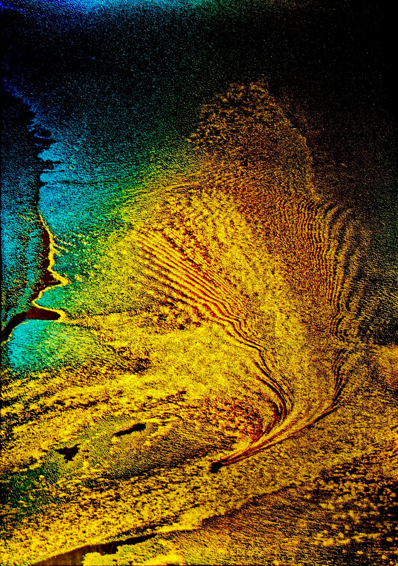 Colorful Golden Phoenix