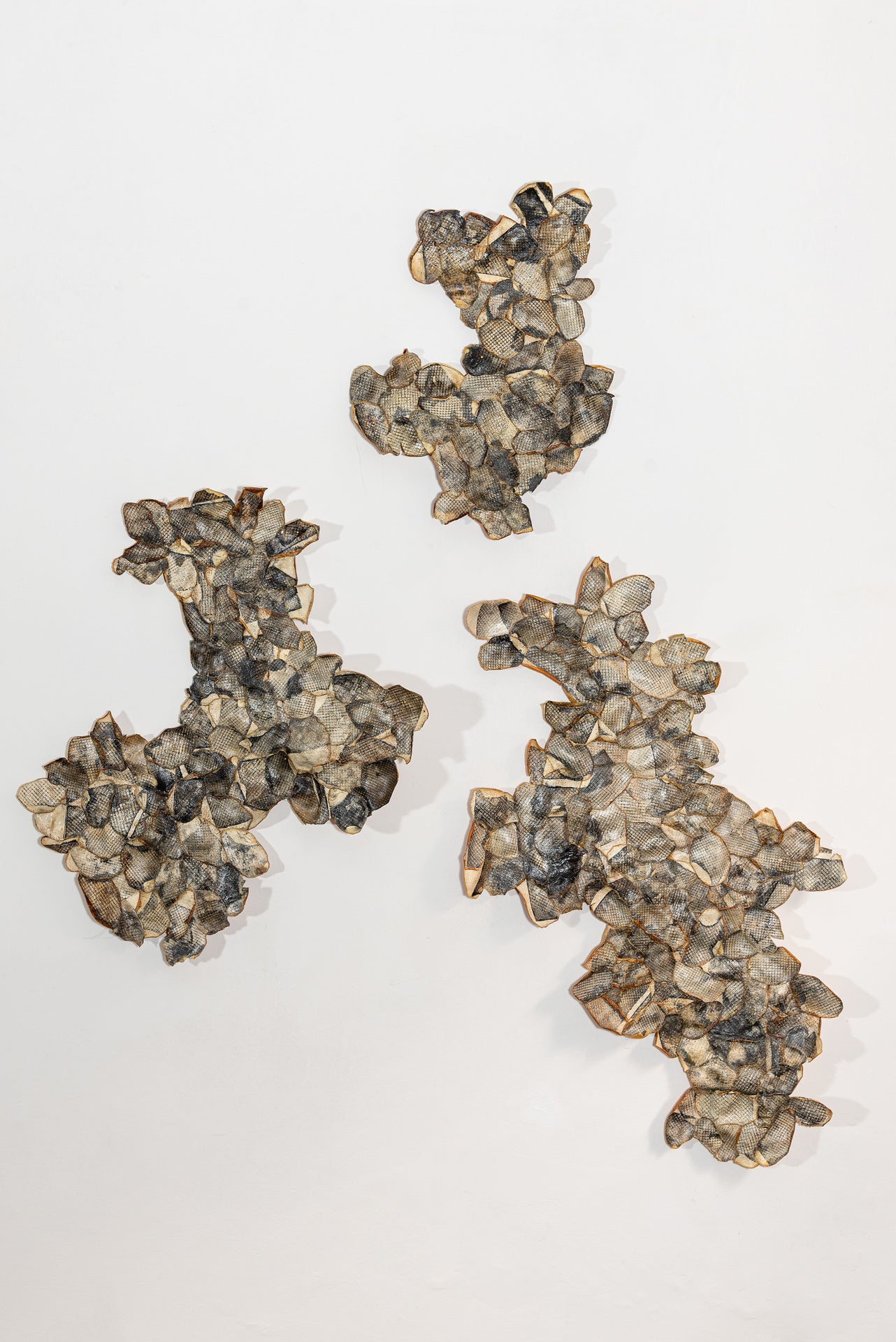 The Netted Peel (La scorza rete)