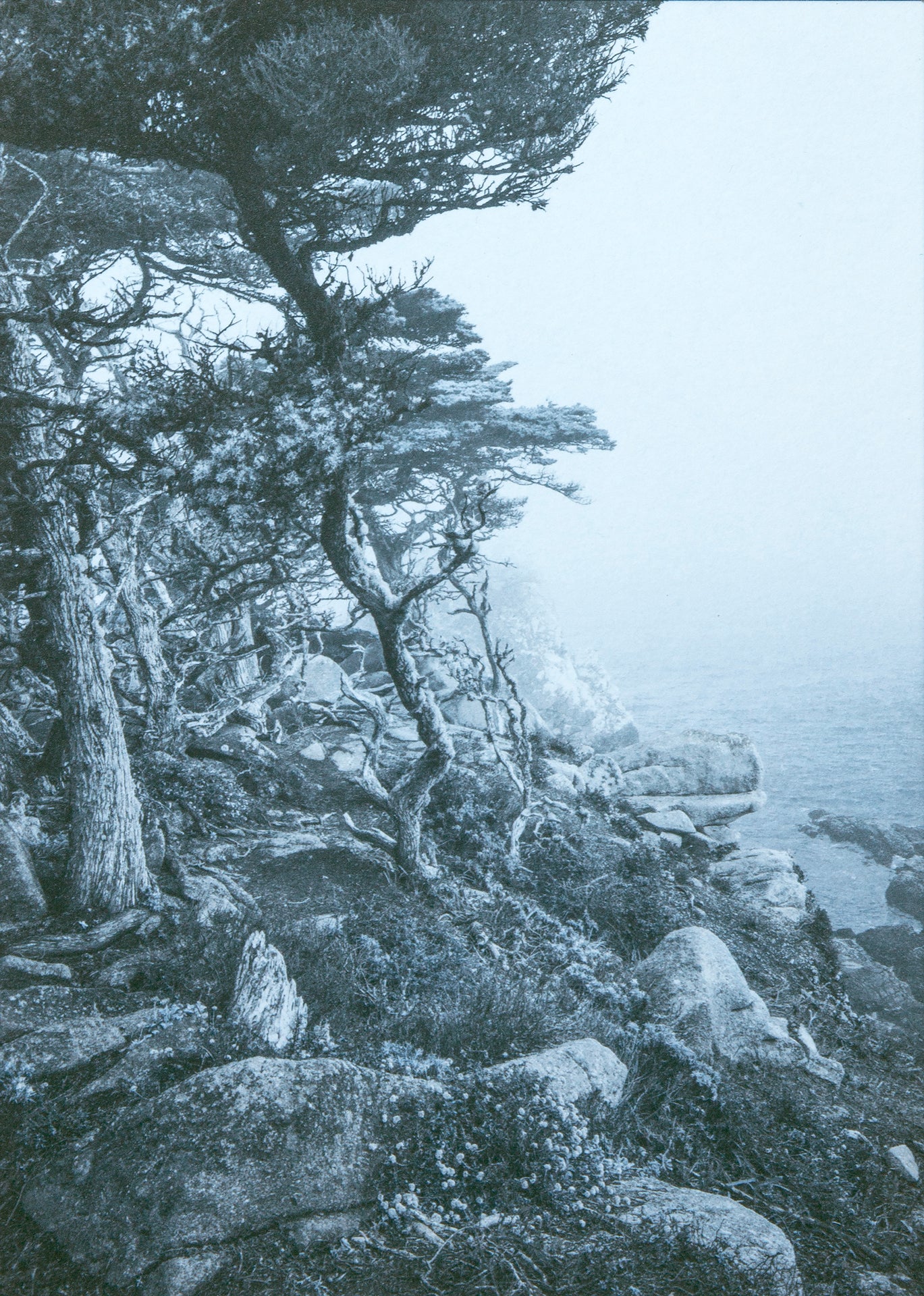 AM Fog, Point Lobos, CA 1