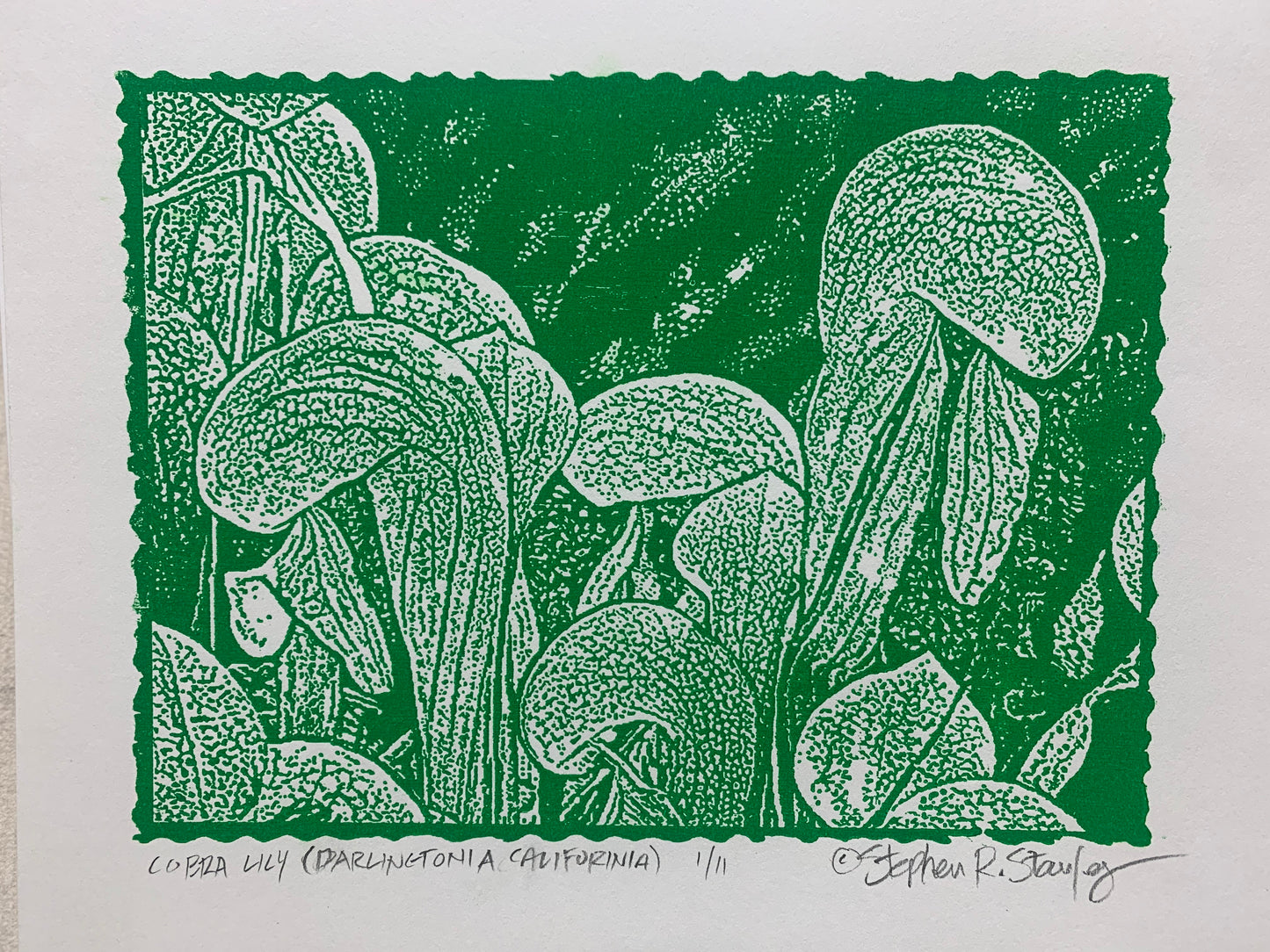 Cobra Lily