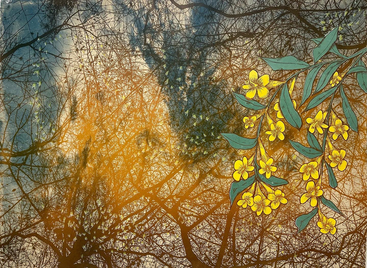 Carolina Jasmine