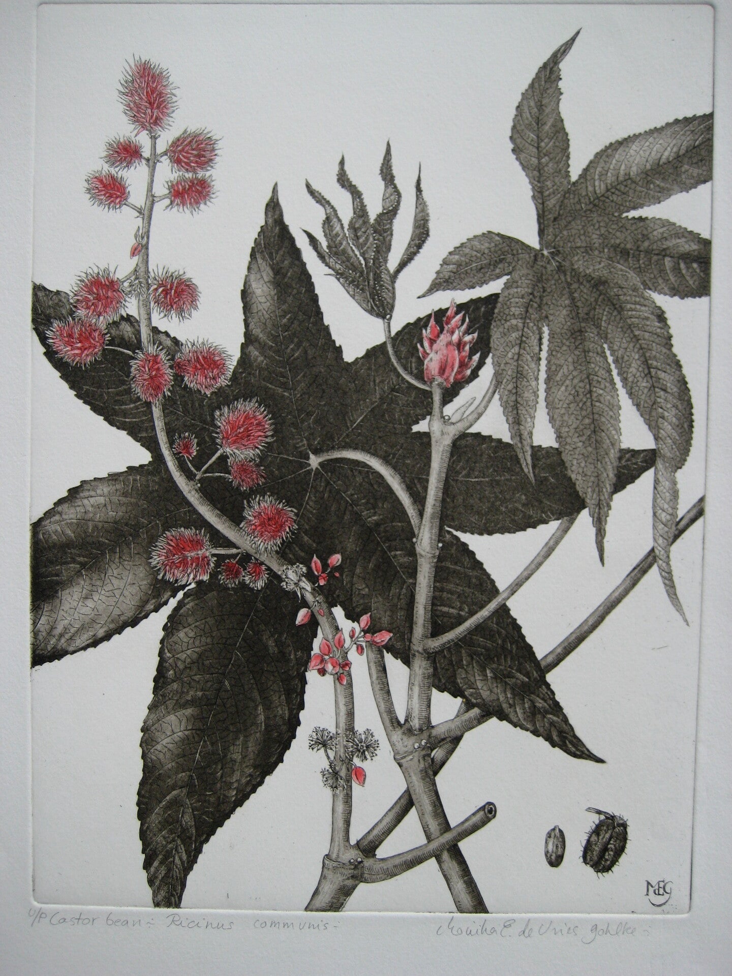 Castor Bean Remarque Print Workshop Castor bean remarque print workshop