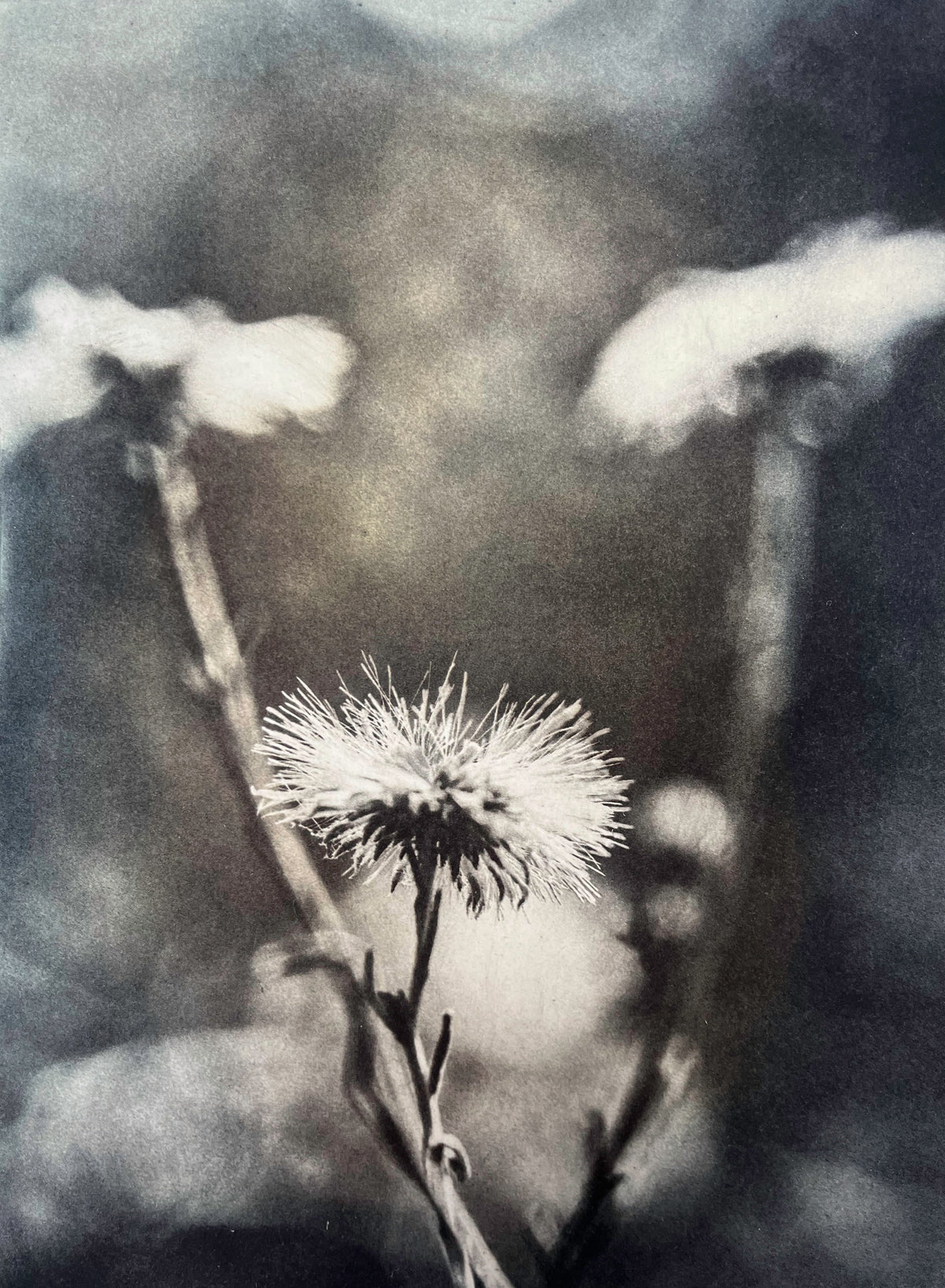 Winter Ephemera I