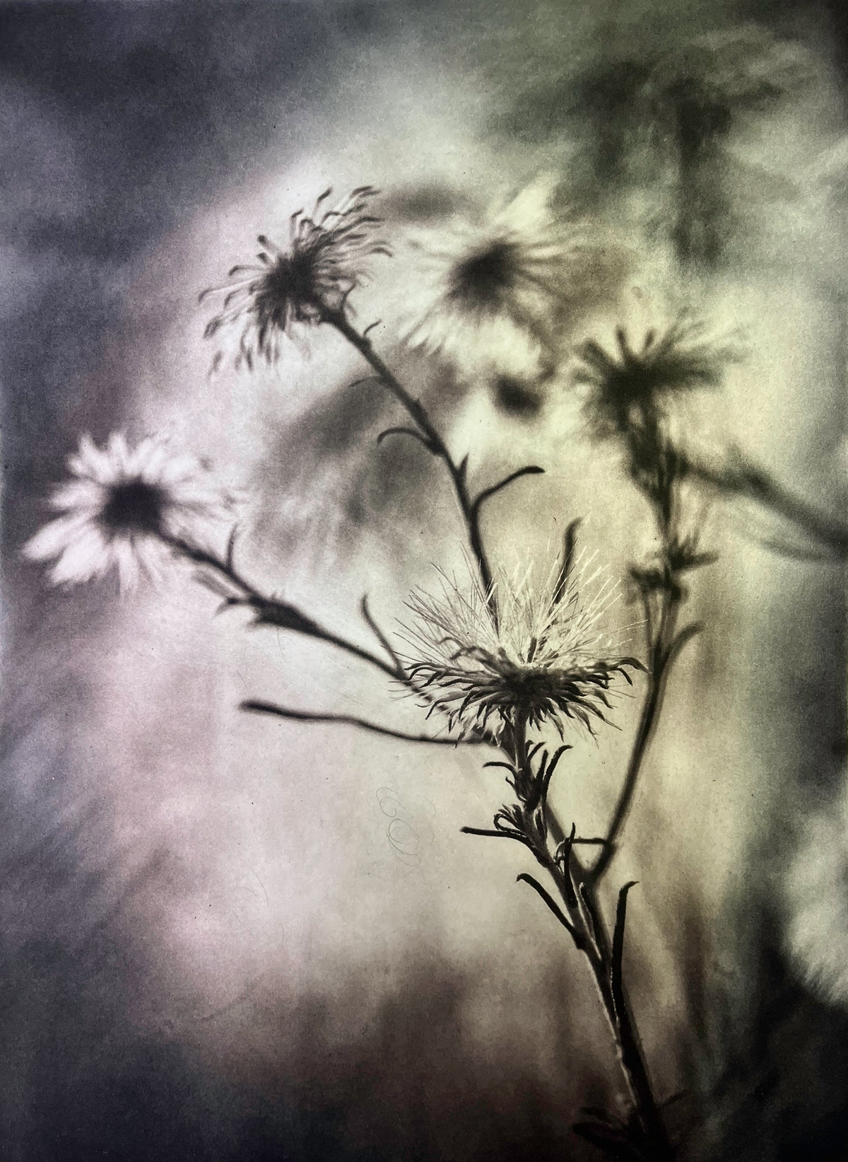 Winter Ephemera II