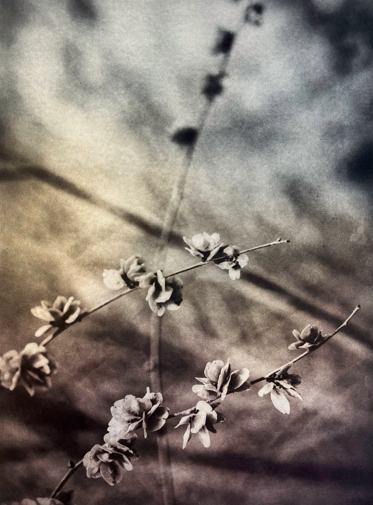 Spring Dream