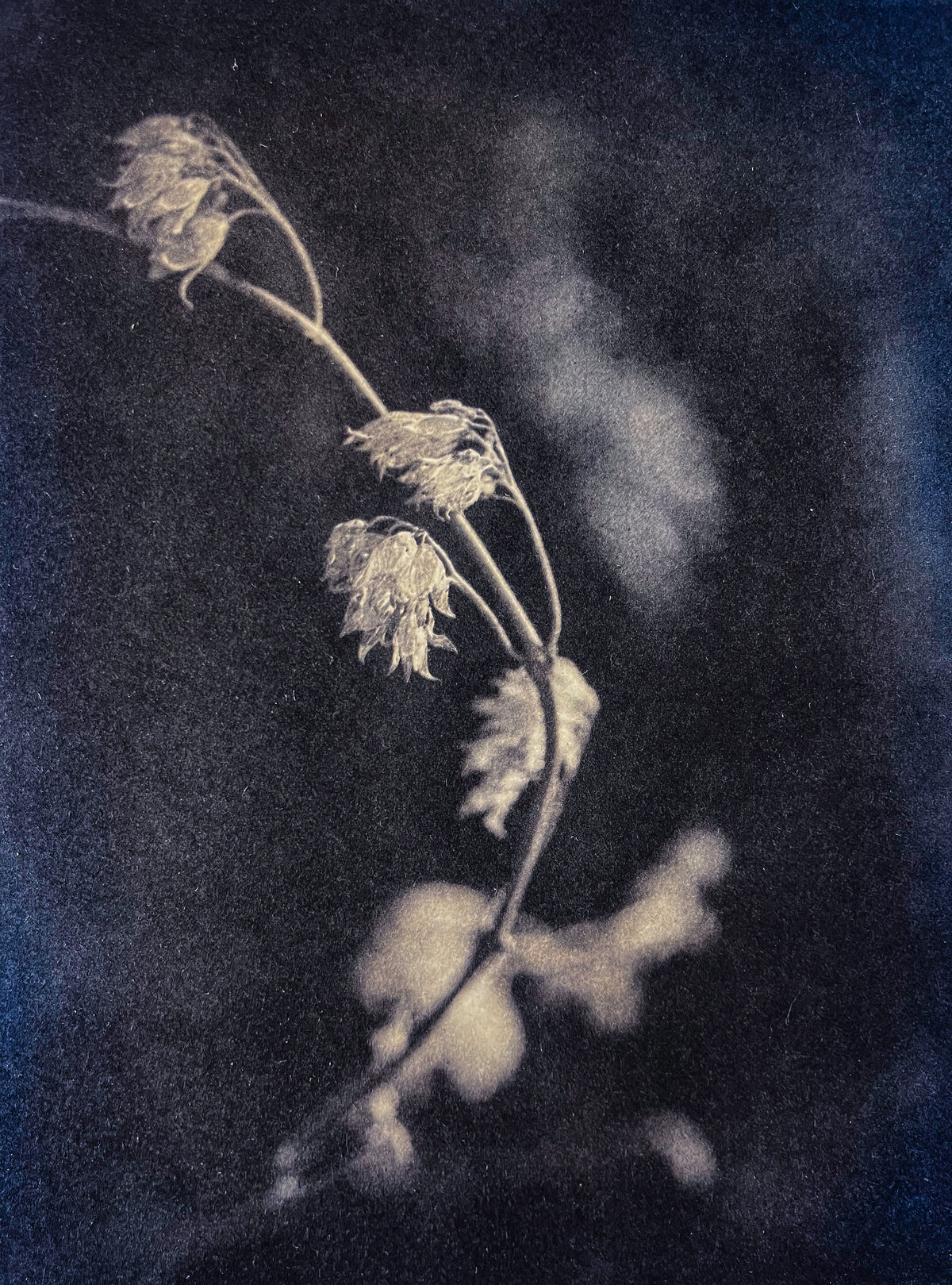 Last Traces I