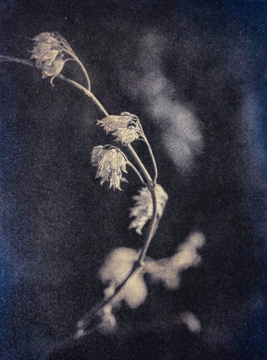 Last Traces I