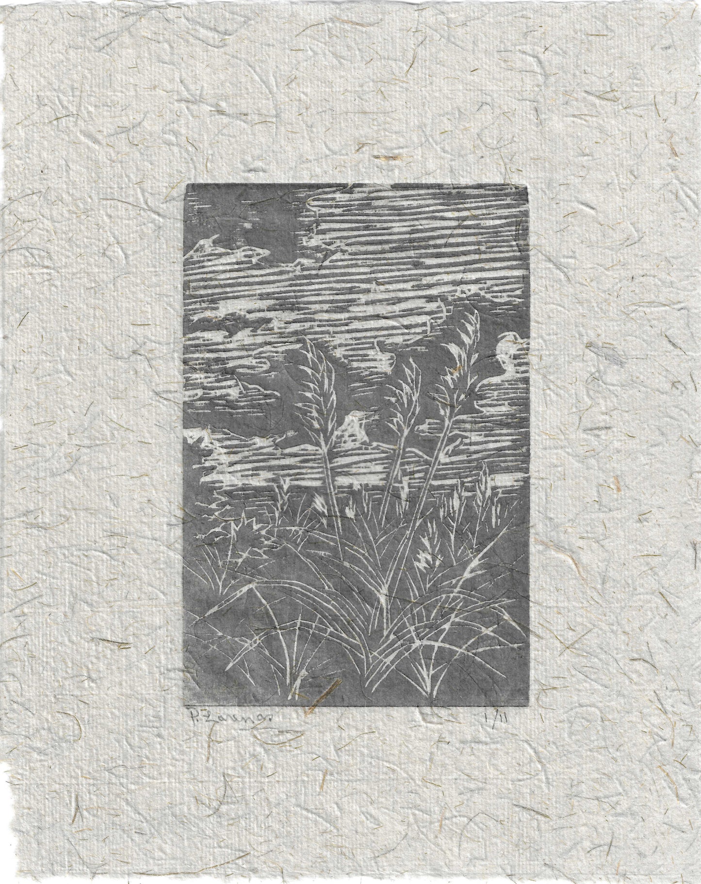 Jubata Grass at Moss Beach