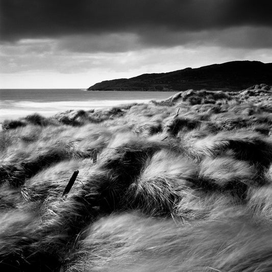 Dune Grasses in Wind, Ireland