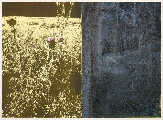 Forests and Thistles