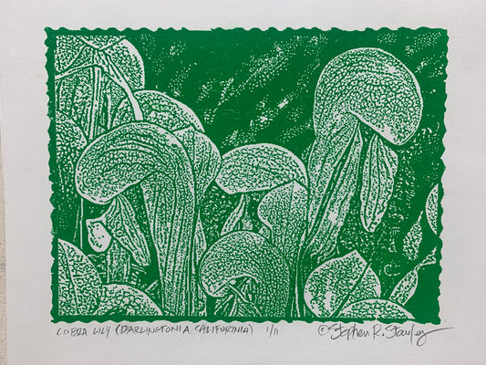 Cobra Lily